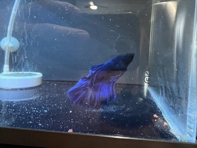 米家智能鱼缸/水族箱
