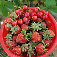 摘草莓🍓了