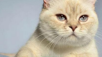 宠物空气净化器：猫毛过敏者的救星还是骗局？揭秘内幕