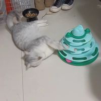 懒洋洋的小猫还在玩玩具
