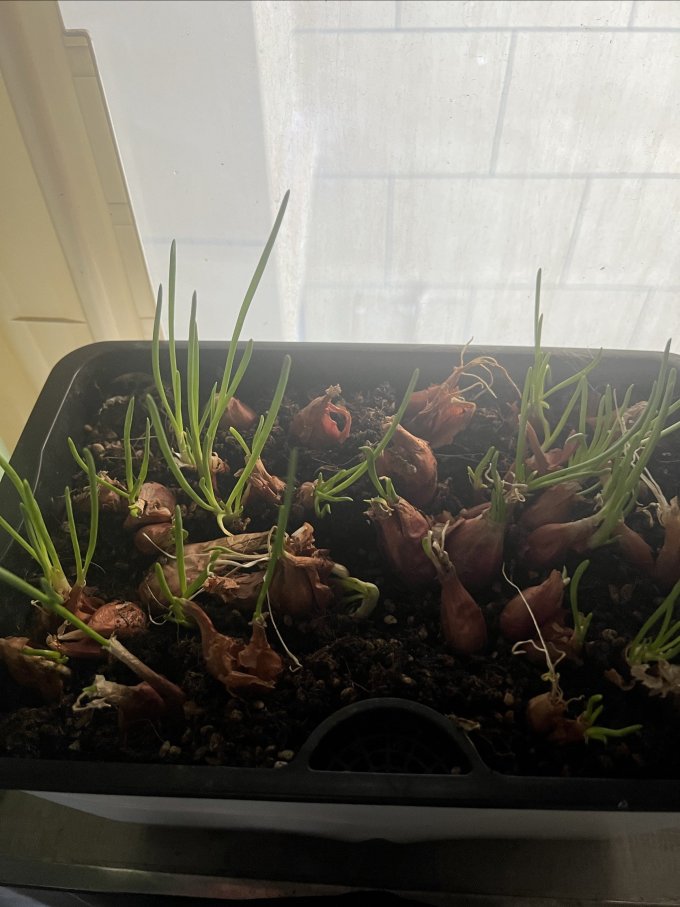 长耕花盆