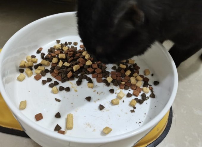 海洋之星猫咪干粮