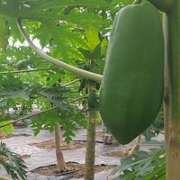 有机木瓜，冰川王木瓜可以亲手采摘啦