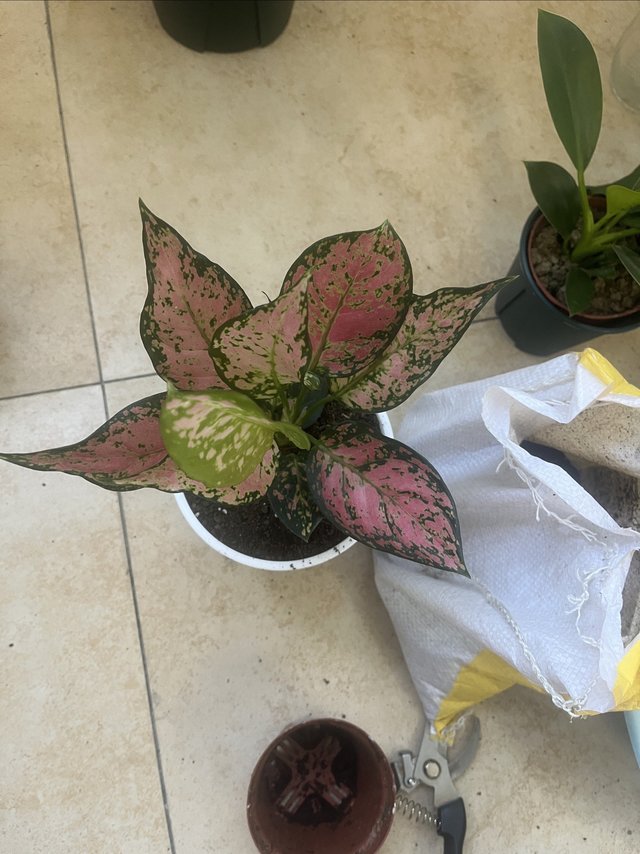 斗胆给如意红换了个盆