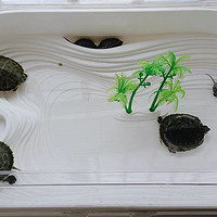 乌龟缸：家用造景新选择
