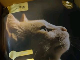 网易天成猫罐头，让喵星人爱上每一口美味与营养！😋