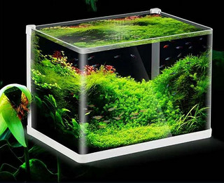 这款小鱼缸不仅适合养金鱼，还能够制作各种水草植物