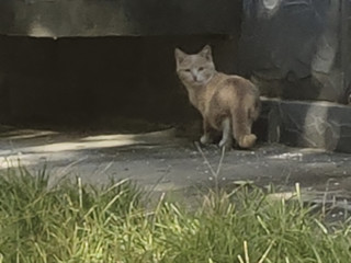 投喂流浪猫先找全价猫粮