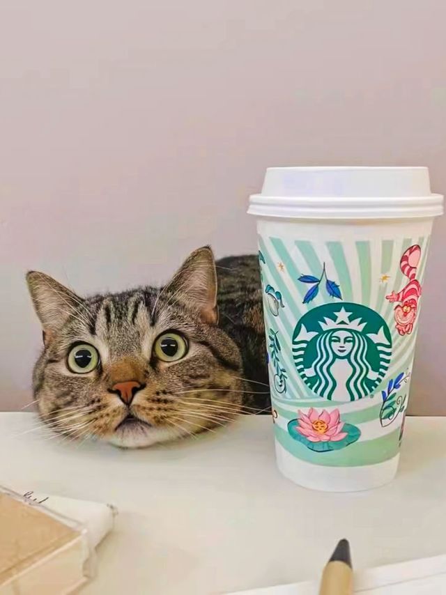 一转头它就嘬两口，谁能拒绝这么可爱的小猫咪呢？