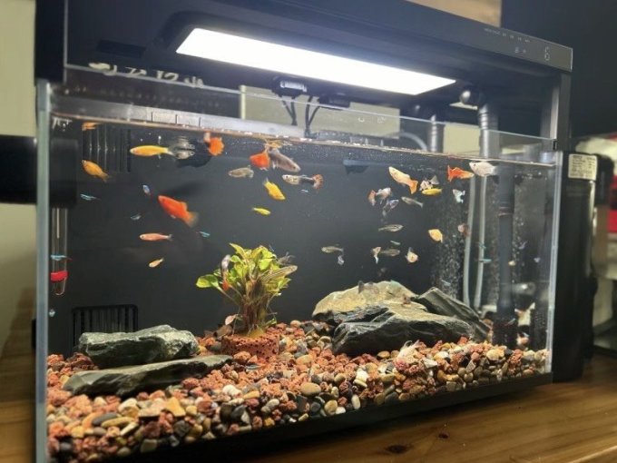 米家智能鱼缸/水族箱