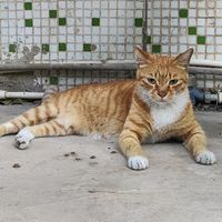 领养代替购买：那些送不出去的小猫