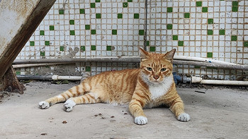 领养代替购买：那些送不出去的小猫