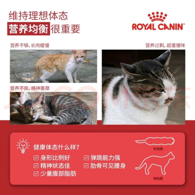 皇家猫咪干粮