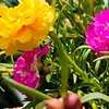 既耐晒又耐旱，一盆能繁殖一整个院子，花朵艳丽，花期长达200天