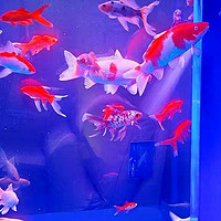 森森智能底滤客厅鱼缸——现代家居中的养鱼新体验