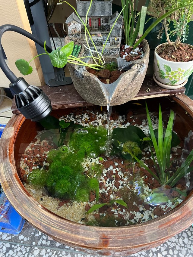 简单的古法养鱼