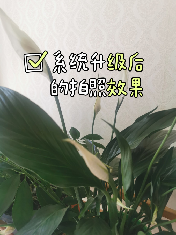 华为鸿蒙手机