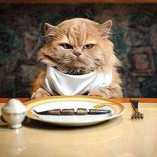 三款超值猫粮,让你的毛孩子吃得开心,买得舒心