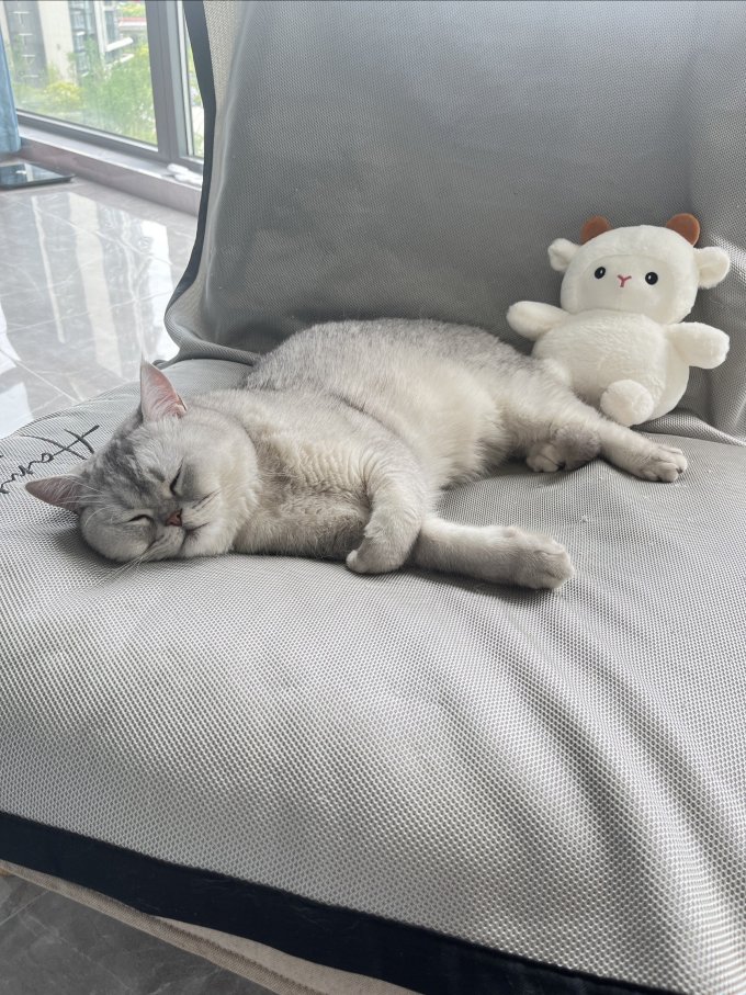 卫仕猫咪干粮