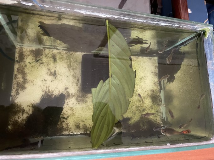 直角鱼缸
