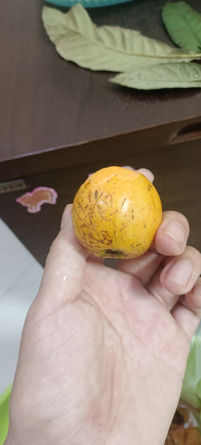 鑫汇利新鲜水果