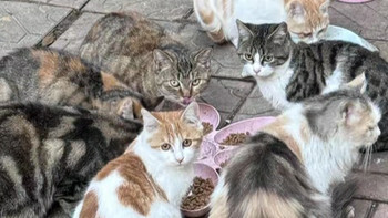 为流浪猫提供水和实物需要注意什么？