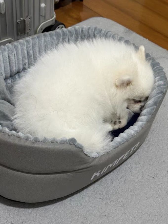 猫狗窝