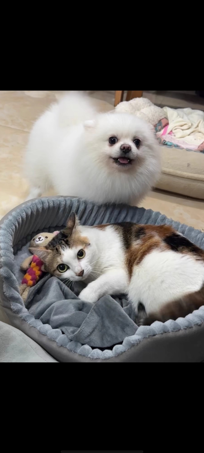 猫狗窝