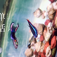 红绿灯鱼有一定群游习性但不是什么环境都能群游的？本来买了很多条红绿灯鱼群游的，结果只剩这一只了！