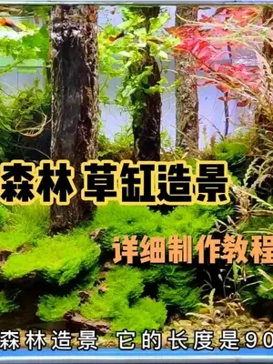 你们喜欢的森林草缸造景 终于来了，超详细的制作开缸教程..收藏版.🤗