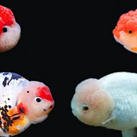 简约的金鱼分类介绍，按照四大类介绍