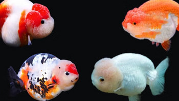 简约的金鱼分类介绍，按照四大类介绍