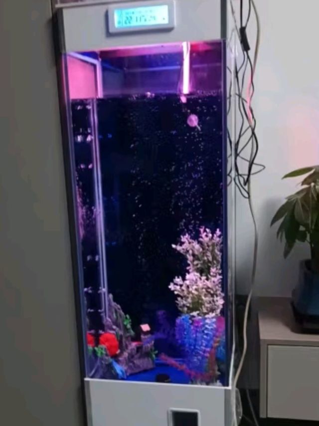 家里有个水族馆