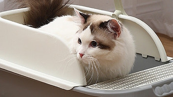 探索猫砂盆新境界：汪野君中号猫砂盆，带给您不一样的养猫体验！