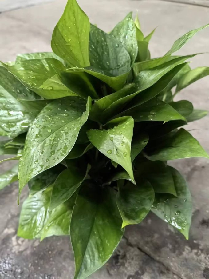 行湘盆栽