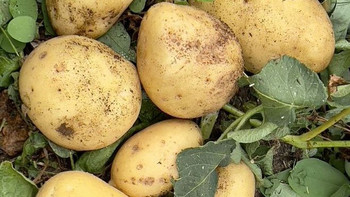 土豆怎么保存不发芽？