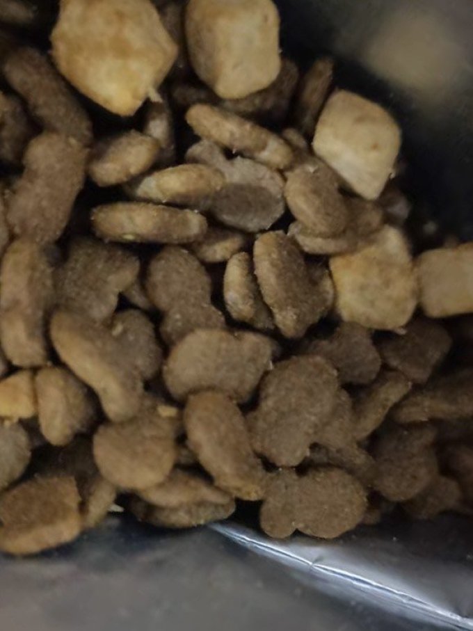 猫咪干粮