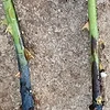 扦插繁殖花草总黑杆成活难？防止黑杆的5种有效方法，提高扦插成活率
