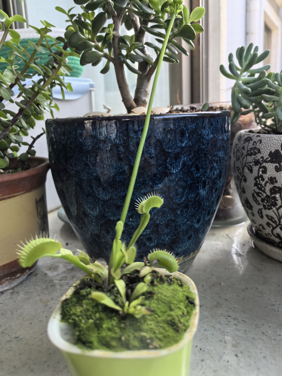 捕蝇草开花见过吗?一柱擎天啊