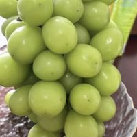 阳光玫瑰味道好