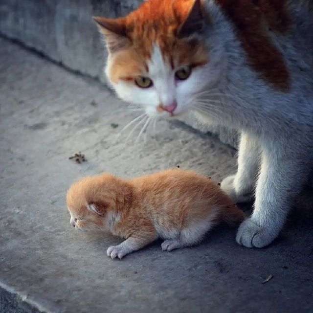 小猫咪进食