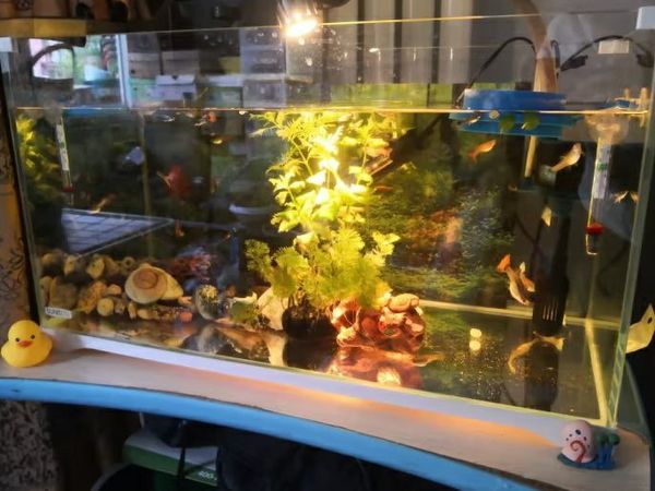 森森超白玻璃小鱼缸,养鱼新选择?
