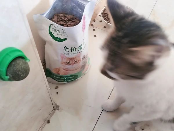 猫星人的最爱猫薄荷球