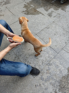 Chongdogdog宠物喷雾按摩梳，专为爱宠打造！