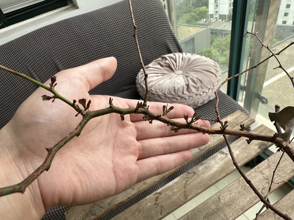 百折不挠尤加利…