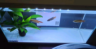 喜高超白玻璃鱼缸智能鱼缸免换水小型客厅水族箱一体式过滤氧气鱼缸