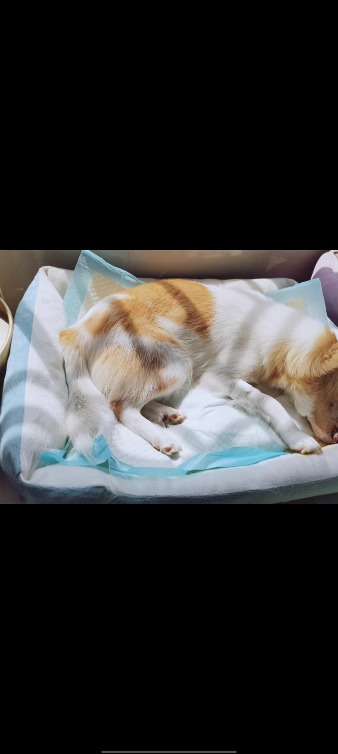 昕源猫狗窝