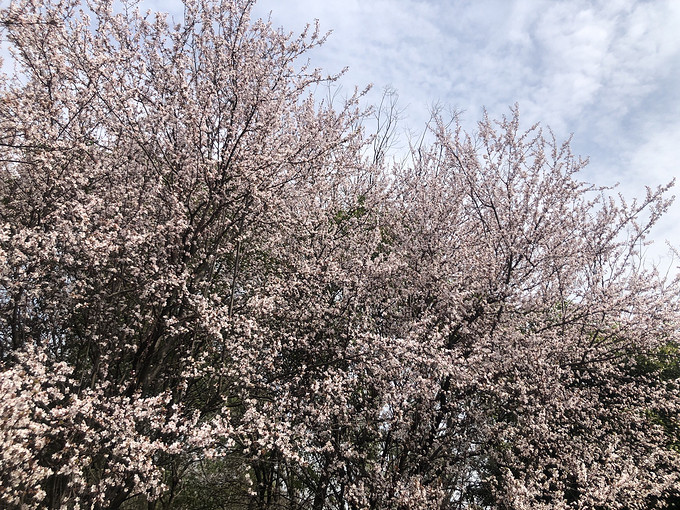 鲜花绿植