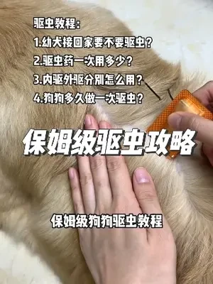 保姆级驱虫教程，看完这个视频就再也不用去宠物店驱虫啦！自己在家就能轻松搞定！一年省下大几千是真香#驱虫教程 #金毛 #萌宠好物 #狗狗驱虫 #新手养狗