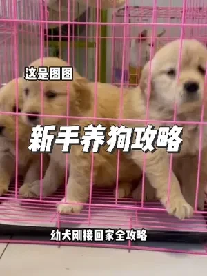 幼犬刚接回家全攻略，新手必看！#金毛幼犬 #狗狗 #新手养狗#训狗经验分享  #养狗经验分享